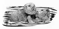Otter