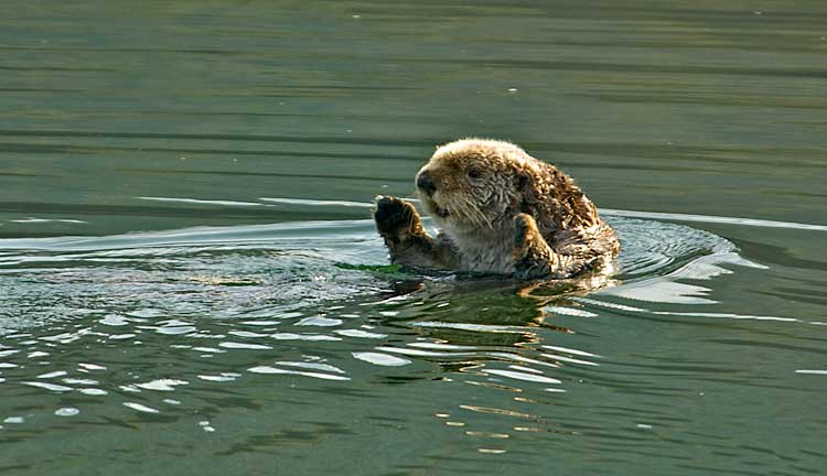 Walrus