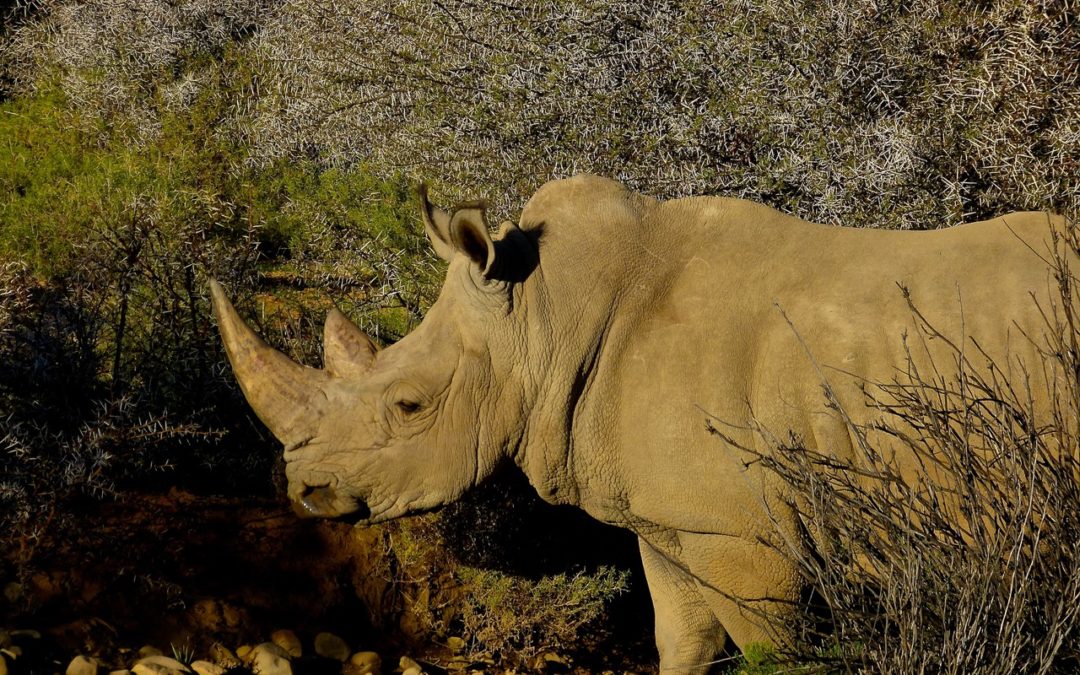 White Rhinoceros
