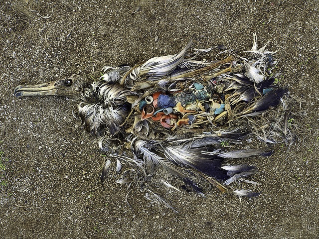 124-02-b-Plastics-3_Albatross