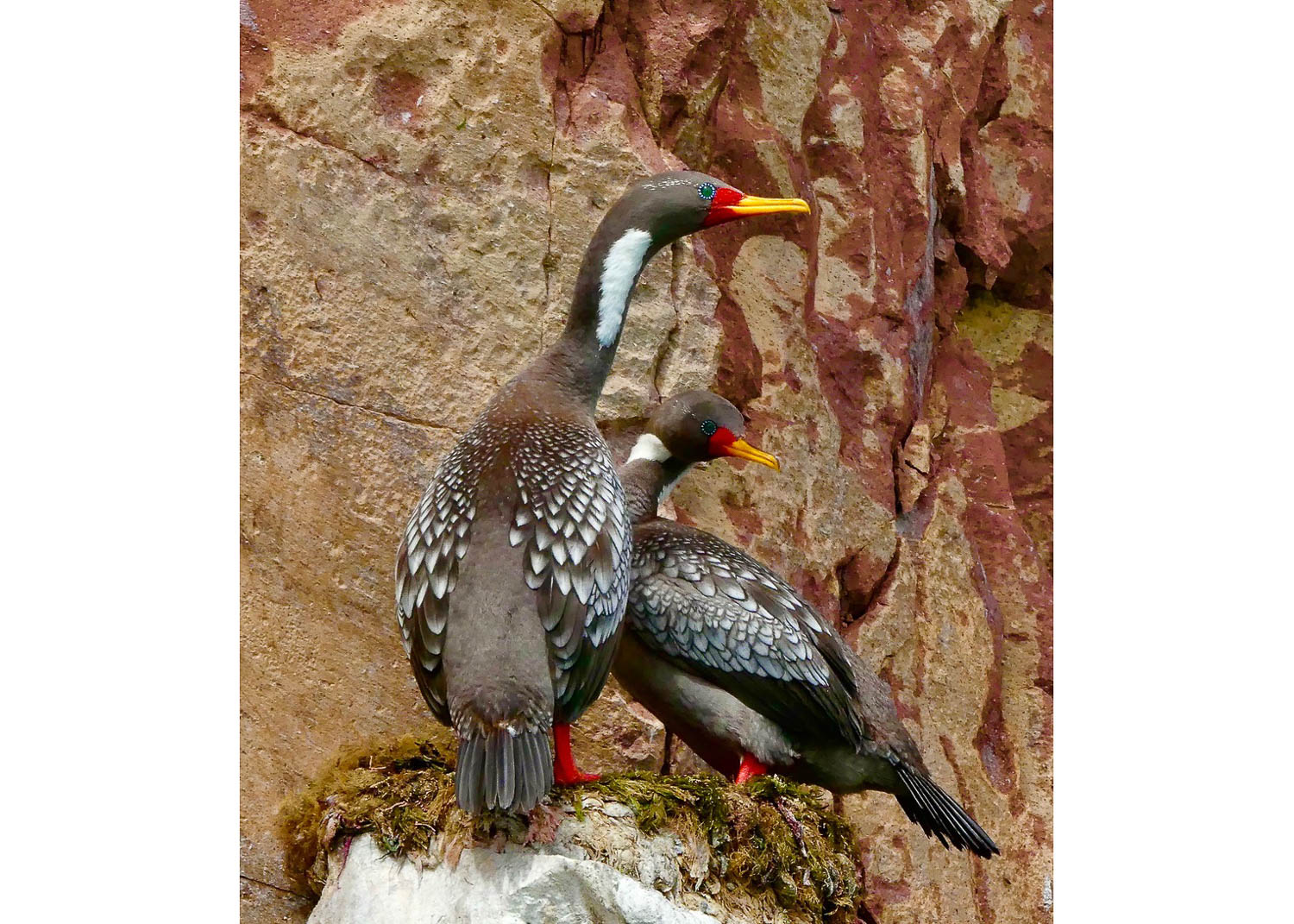 ePostcard #149: A Naturalist’s Bookshelf