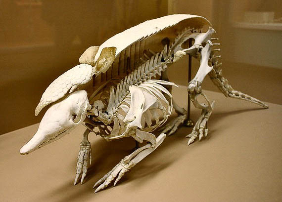 151-02-bb-carapace-Ryan-Somma