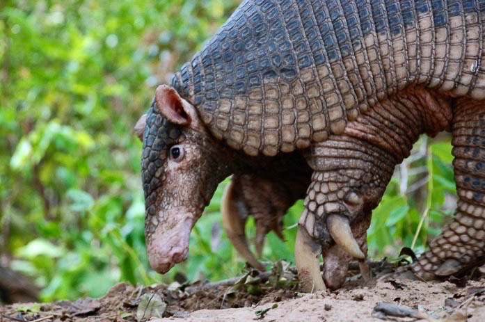 151-03-cc-Giant-Armadillo