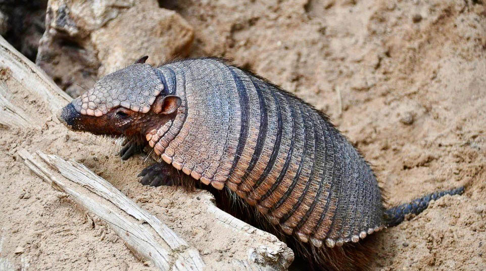151-04-dd-large-hairy-armadillo-patagonian