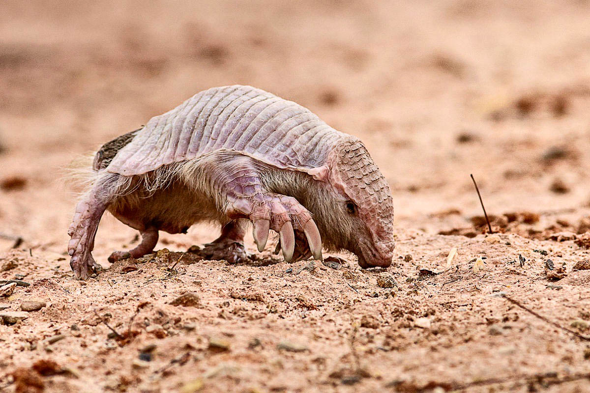 151-07-gg-fairy-armadillo-1-1200x800