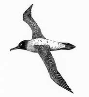 Albatross