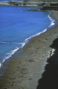 Coastline Sea Lion Rookery