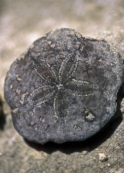 fossil